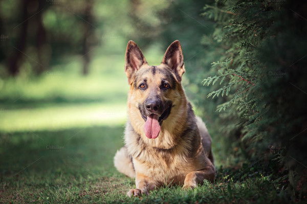 Борис Ермилов