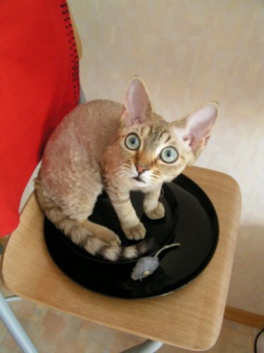 Марина Слесарева