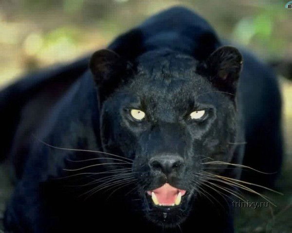 Нурлан Мамбетов