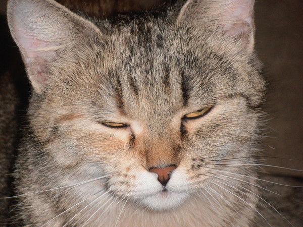 Новокшонова Ольга