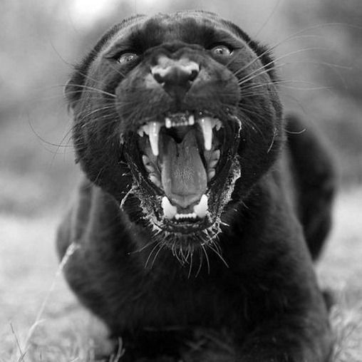 Дмитрий Коленченко