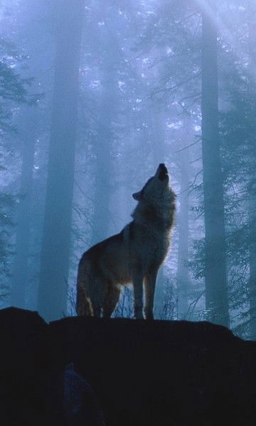 Кирилл Милованкин