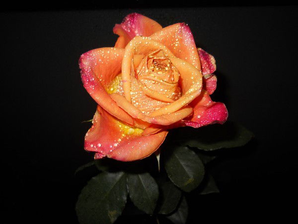 Наталья Самбурская