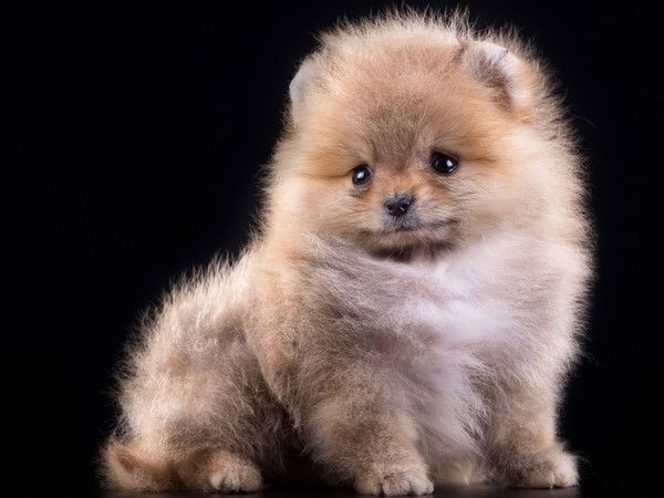 Александр Сибрин