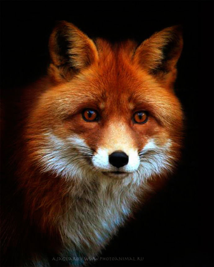 Глеб Дробышев