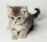 Ольга Клемс