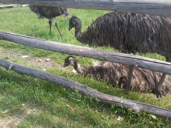 Наталия Миронова