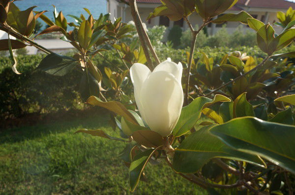 Ольга Машкова