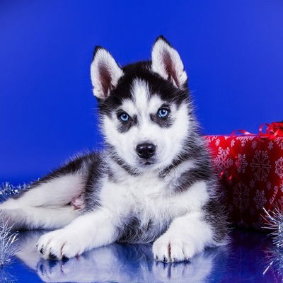 Алиса Баталова