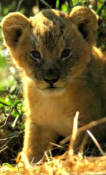 Татьяна Сущик