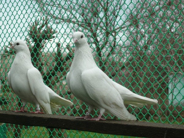 Андрей Мироненков