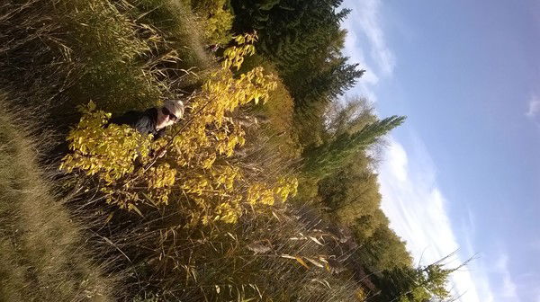 Нина Трибушевская