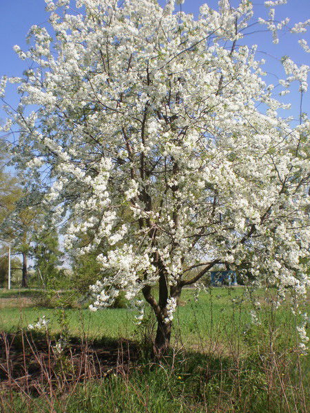 Алла Храновская