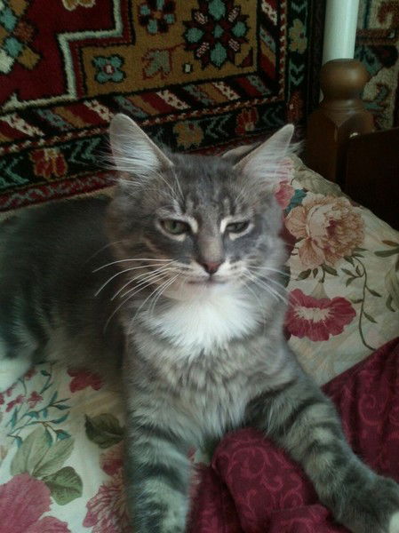 Ольга Шарова