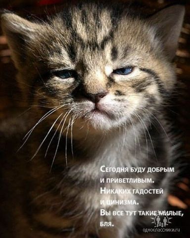 Наташа Голикова