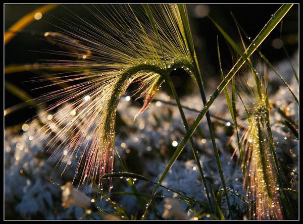 Наталья Головко