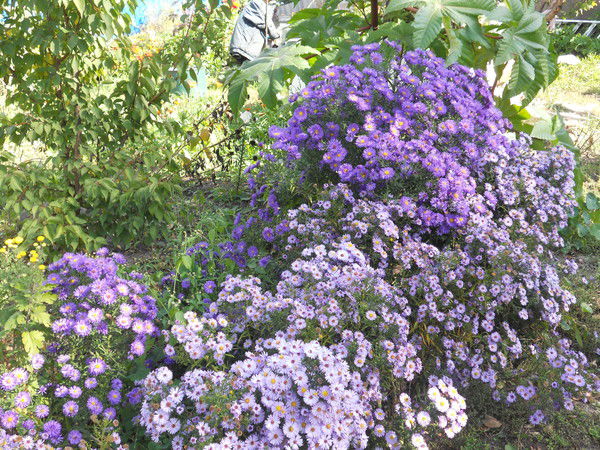 Любовь Квачева