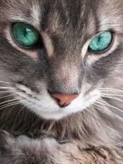 Ольга Алпатова