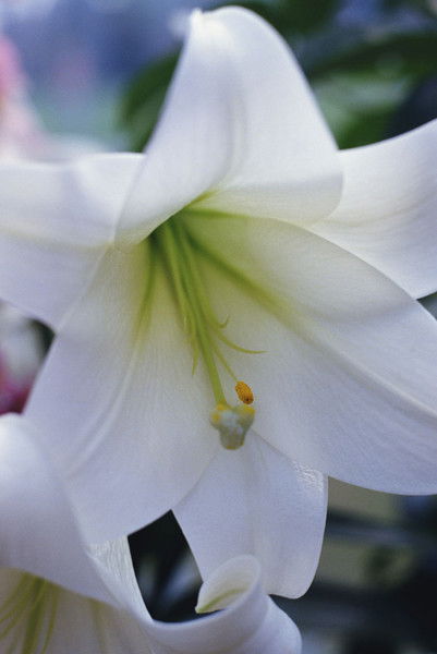 Ирина Ирина