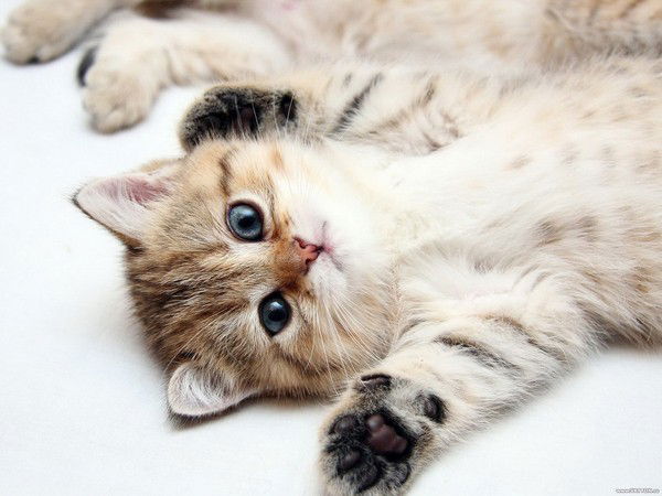 Оксана Гринченко