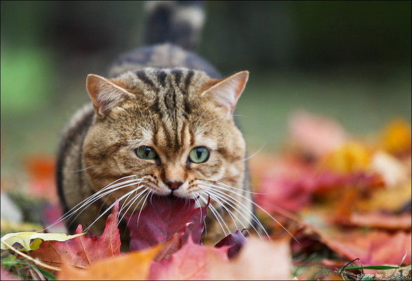 Роман Широков