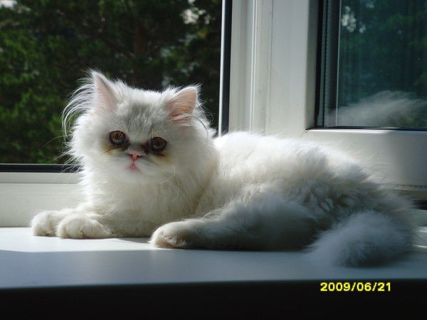 Аня Сотникова