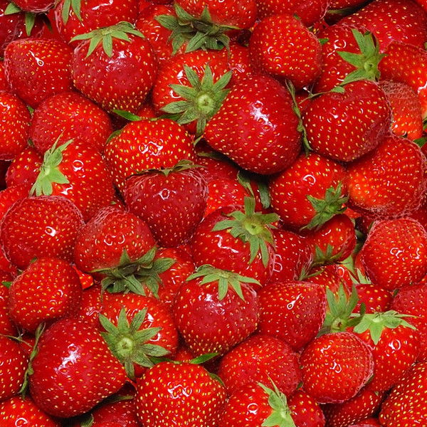 Светлана Царёва