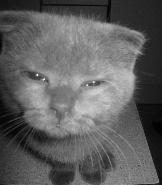 Ксения Мухлынина