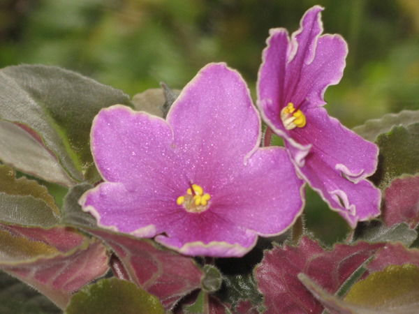 Татьяна Данилина