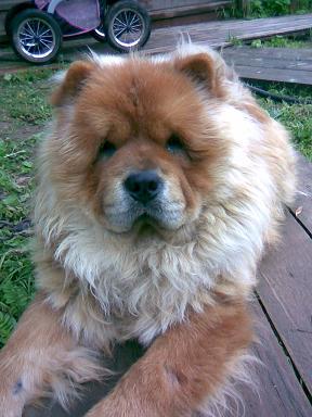 Надежда Котельникова