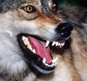 Михаил Ремизов