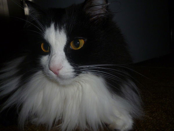 Софья Карпович