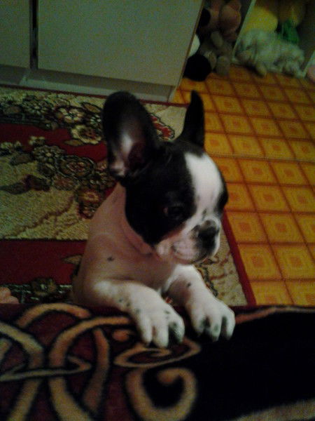 Ариша Игишева