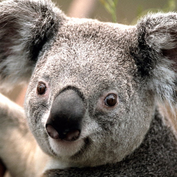 Дмитрий Пантелеев