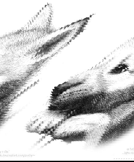 Тошк@ Чехоntе