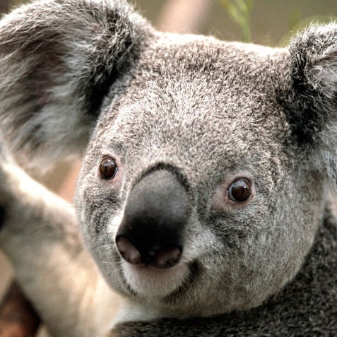 Руслан Касимов