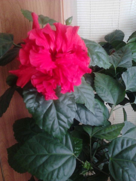 Галина Новоселова