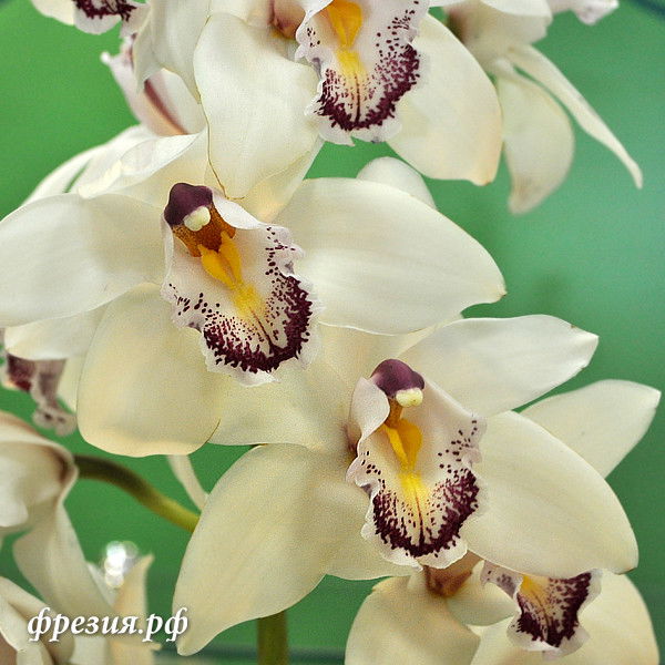 Наталья Борисова