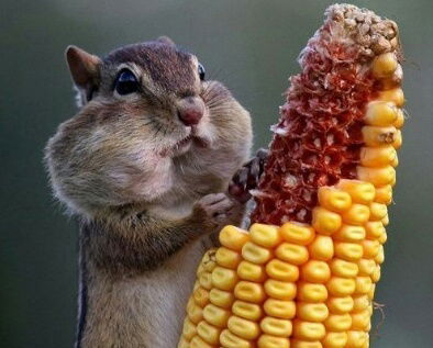 Асыл Мурсалим