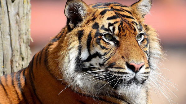 Света Латий