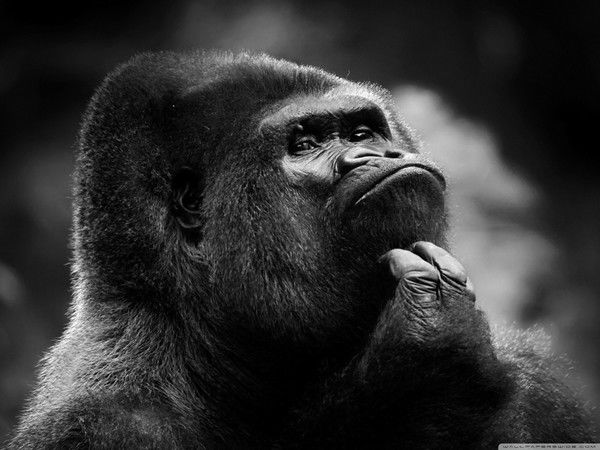 Sergii Vladimirovich