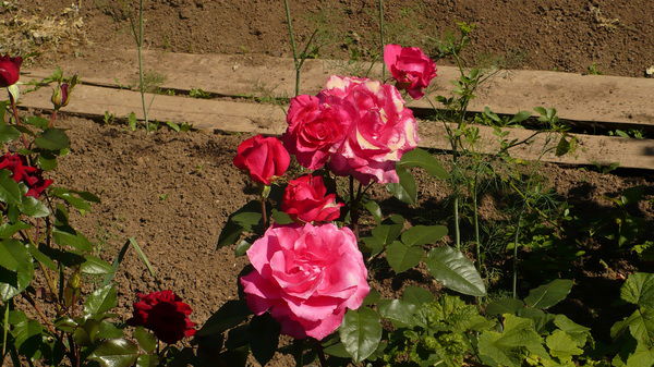 Марина Толстикова