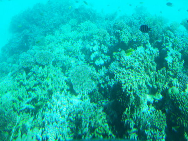 Марина Чистова