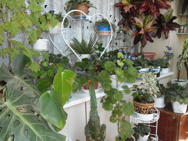 Вечеслав Шистеров