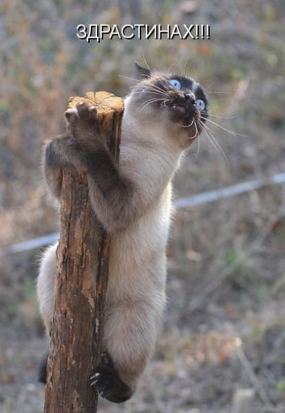 Денис Пятыров