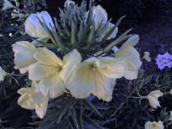 Наталья Попович