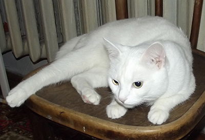 Вадим Ведерников