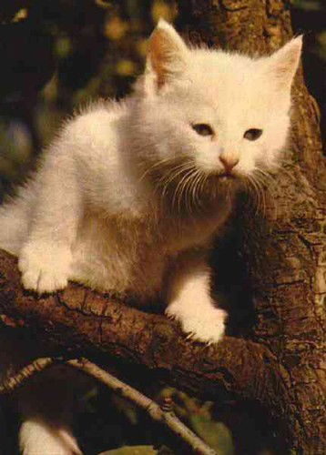 Света Андроникова