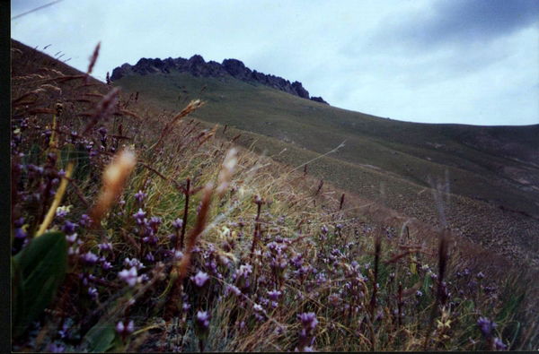 Жибек Малдыбаева
