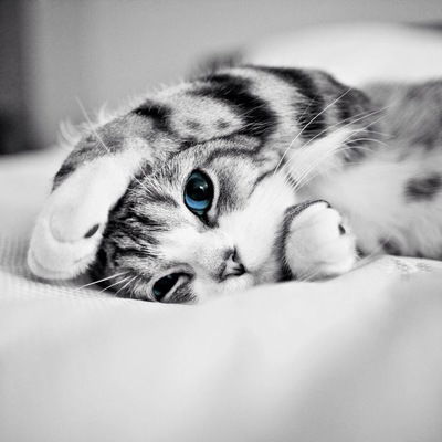 Даша Хохлова